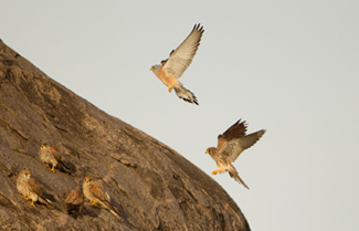 kestrel